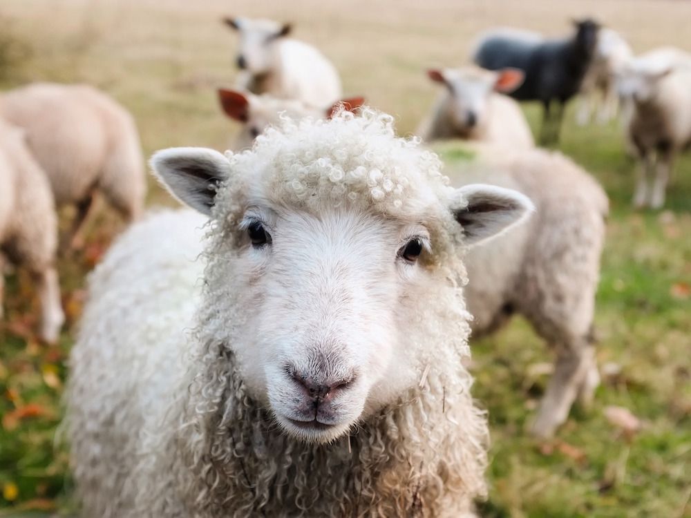 Sheep in Ireland