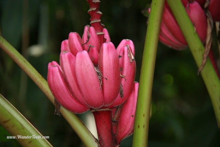 "Red bananas"