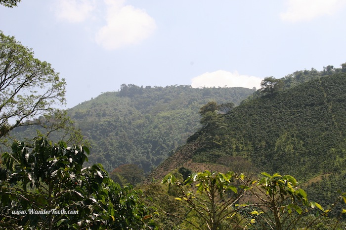 The Colombian coffee region is lush and green