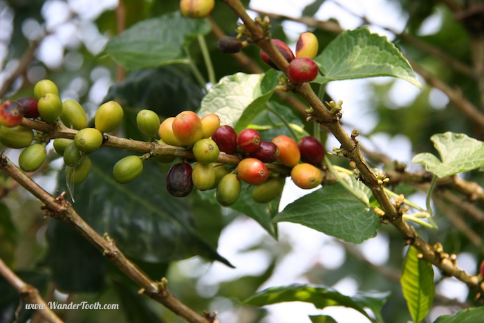 "Coffee beans on the bush"