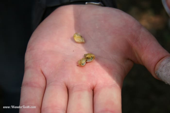 "Inside of an arabica coffee berry"