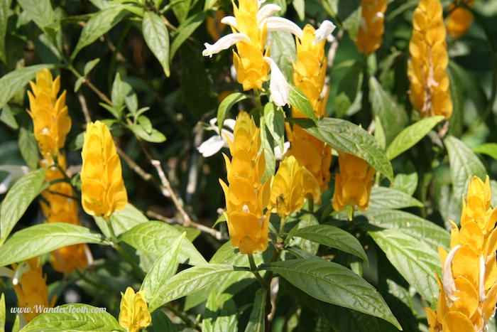 "Beautiful tropical flowers in the Colombian coffee region"