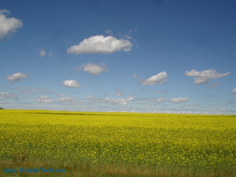 I dare you not to run through this field, leaping and shouting with joy!