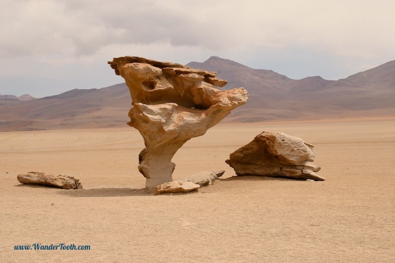 Bolivia Salt Flats, Rock Tree