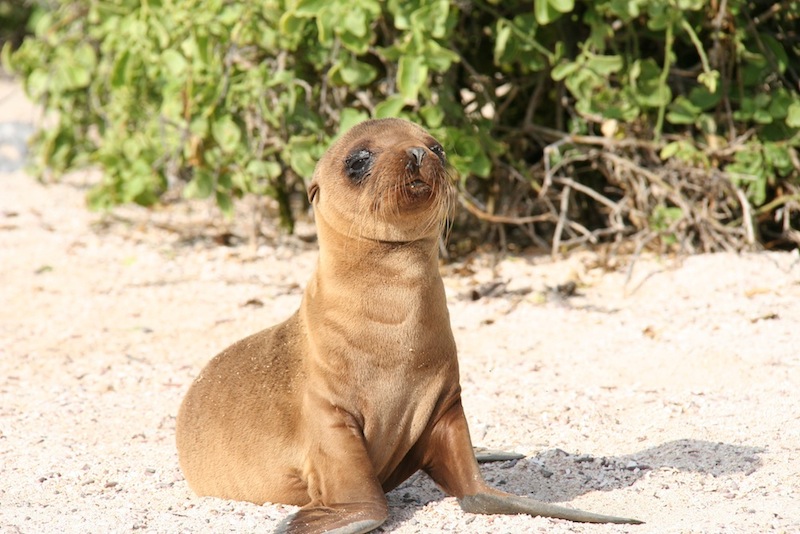 And this baby sea lion totally agrees with me