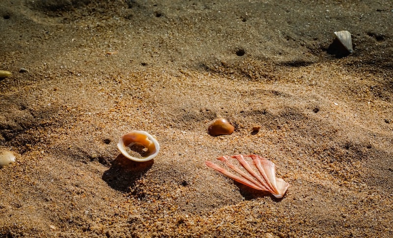 Shells 1