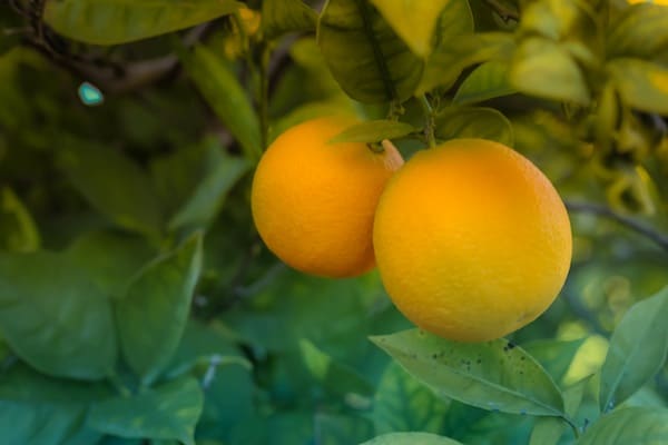 Oranges on an orange tree