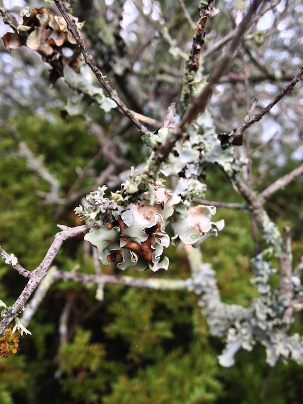 The olive trees seem to be covered in this beautiful silvery-green lichen