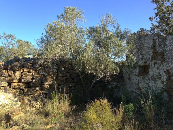 I think this is an olive tree, growing next to an old crumbling wall. We passed this on our walk today.