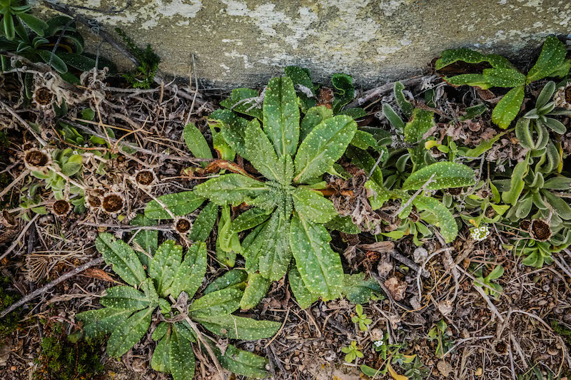 These plants look angry, don't they?