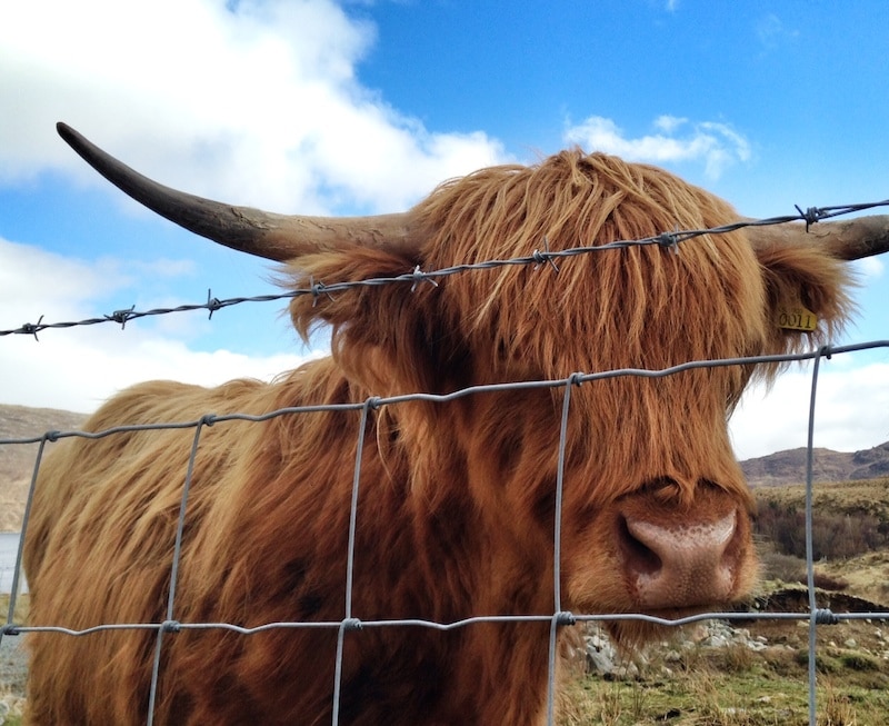 picture of a highland cow on a sunny day