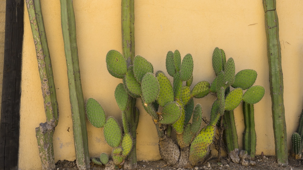 Cacti grow against a home's outer wall in Tule, Oaxaca State. Fun fact: Tule is home to a tree with the stoutest trunk in the world!