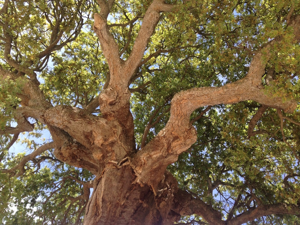 Portuguese Village Cork Tree