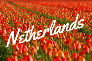 Netherlands Travel Guide