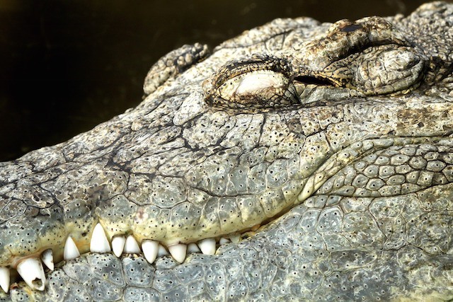 Crocodile at Rotterdam Zoo