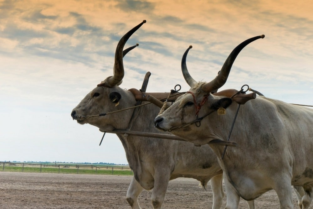 Grey Cattle at a Hungarian Horse Show in Kalocsa