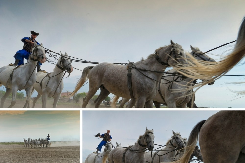 Racing horses at a Hungarian Horse Show in Hungary