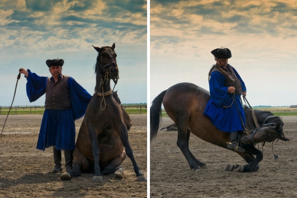 Horse tricks at a Hungarian Horse Show in Kalocsa Hungary