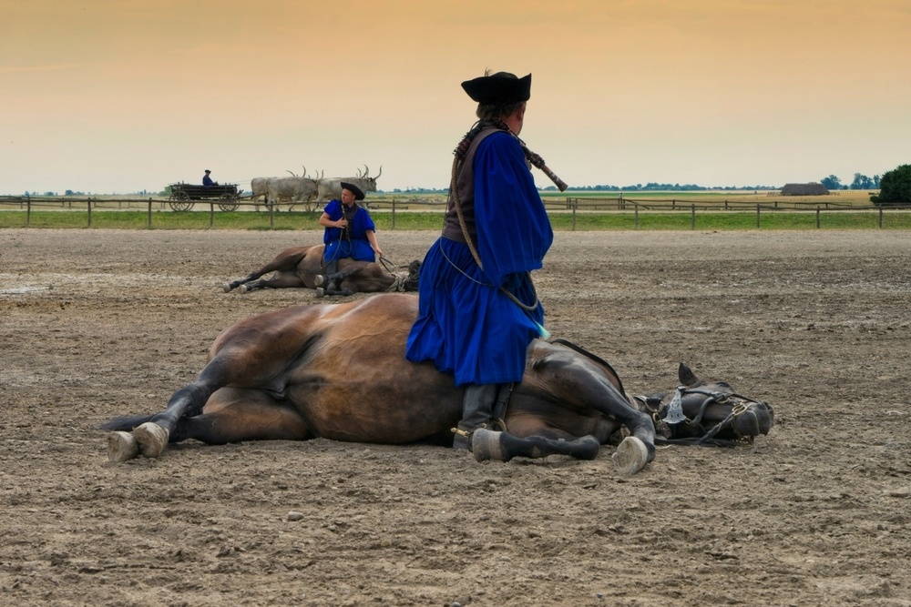 Lying Horse at a Hungarian Horse Show in Kalocsa Hungary