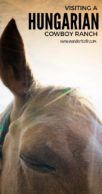 Pinterest Graphic About Hungarian Horse Show in Kalocsa Hungary