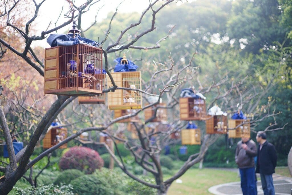 Where to stay in Shanghai French Concession Bird Cages