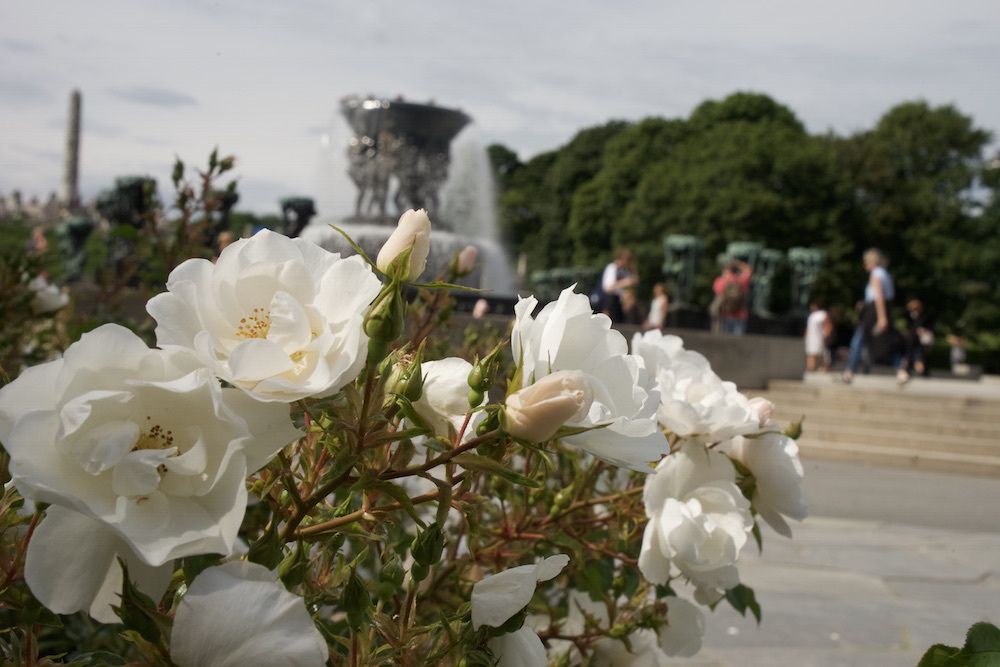 White Roses in Oslo