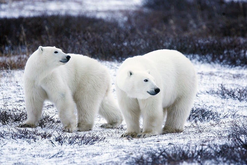 Seeing Polar bears in Svalbard is amazing and one of the best things to see in Norway