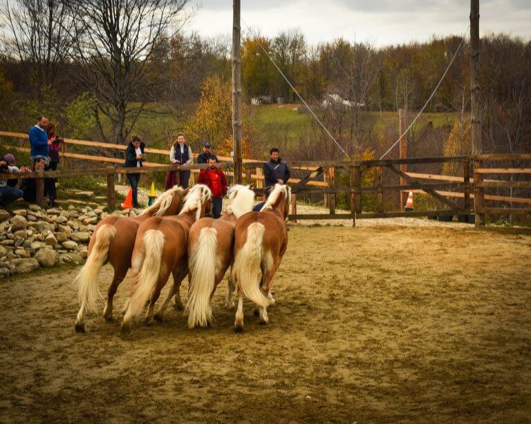 Riding horses at Potcoava Romania. Potcoava makes a good Bucharest day trip or overnight trip