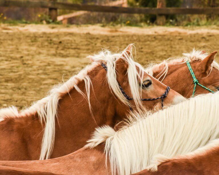 Horses at Potcoava Romania. Potcoava makes a good Bucharest day trip or overnight trip