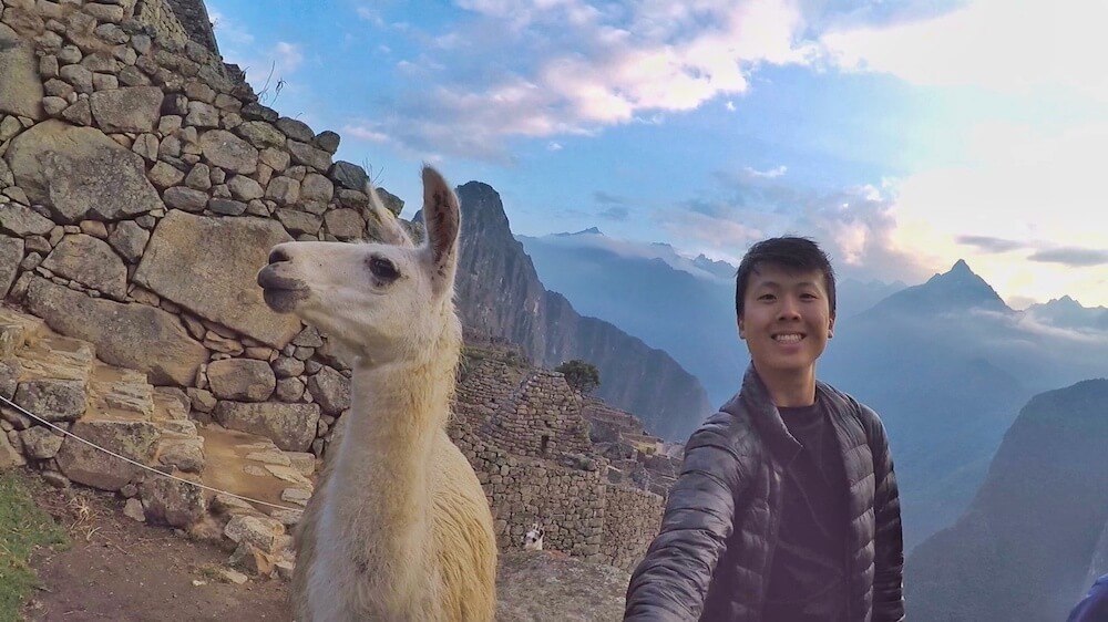 Get up close and personal with llamas during your visit cusco