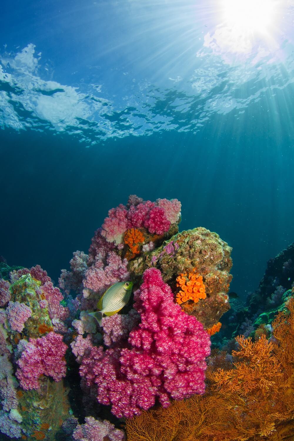 diving in Koh Lipe Thailand is some of the best in the world