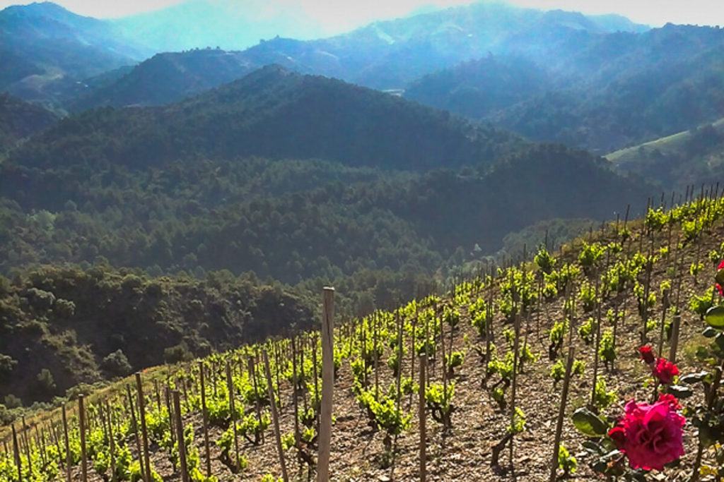 Tarragona and the Priorat Region