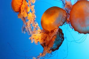 Where to stay in vancouver aquarium tickets