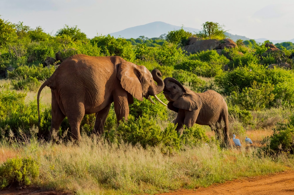 An elephant and his little. One in a walk in the savanna of the park Samburu in Kenya
