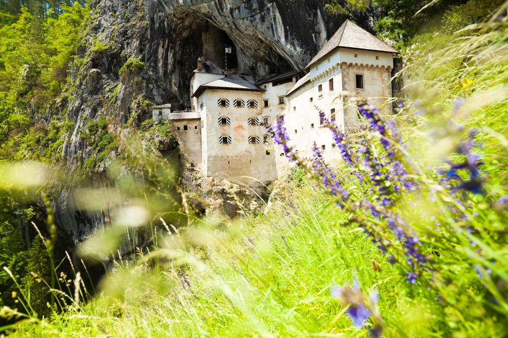 Blue spring flowers and Predjama castle on background