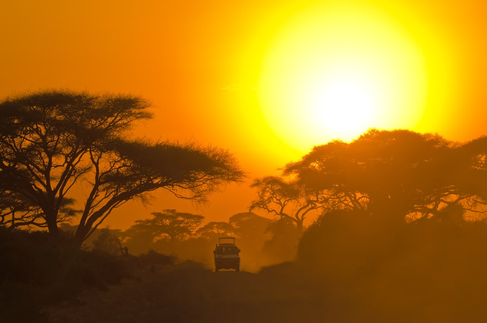 safari jeep driving through savannah in the sunset