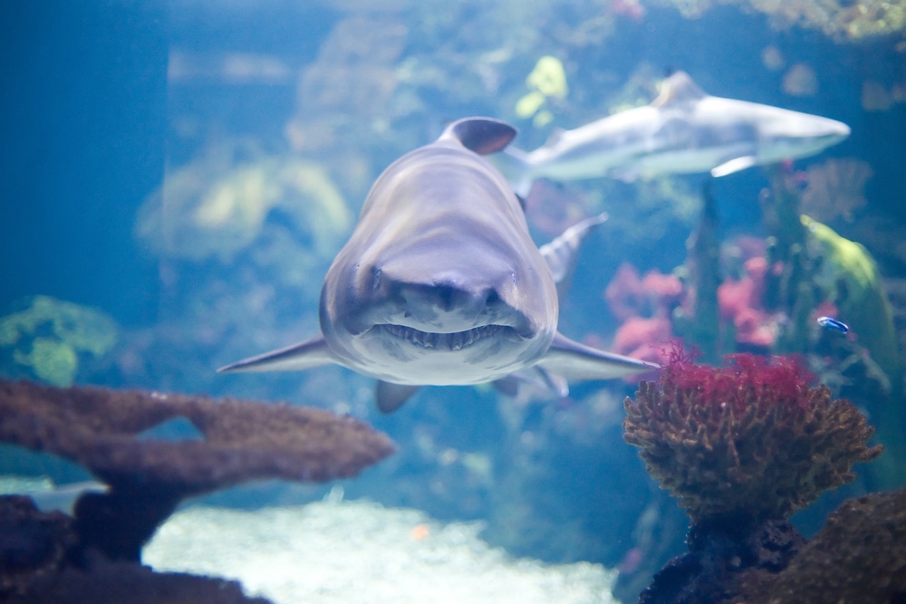 grey shark - photo taken in Berlin Aquarium