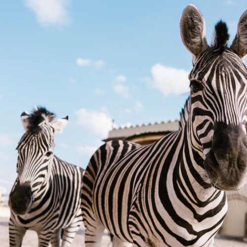 zebras