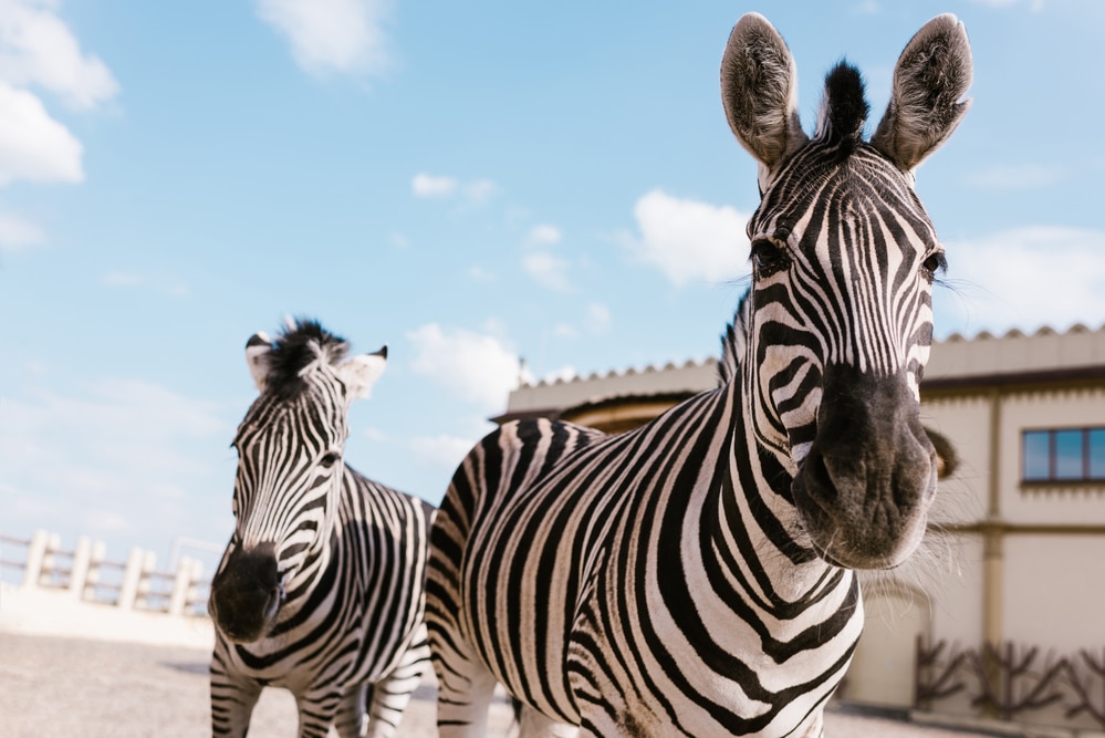 zebras outside building