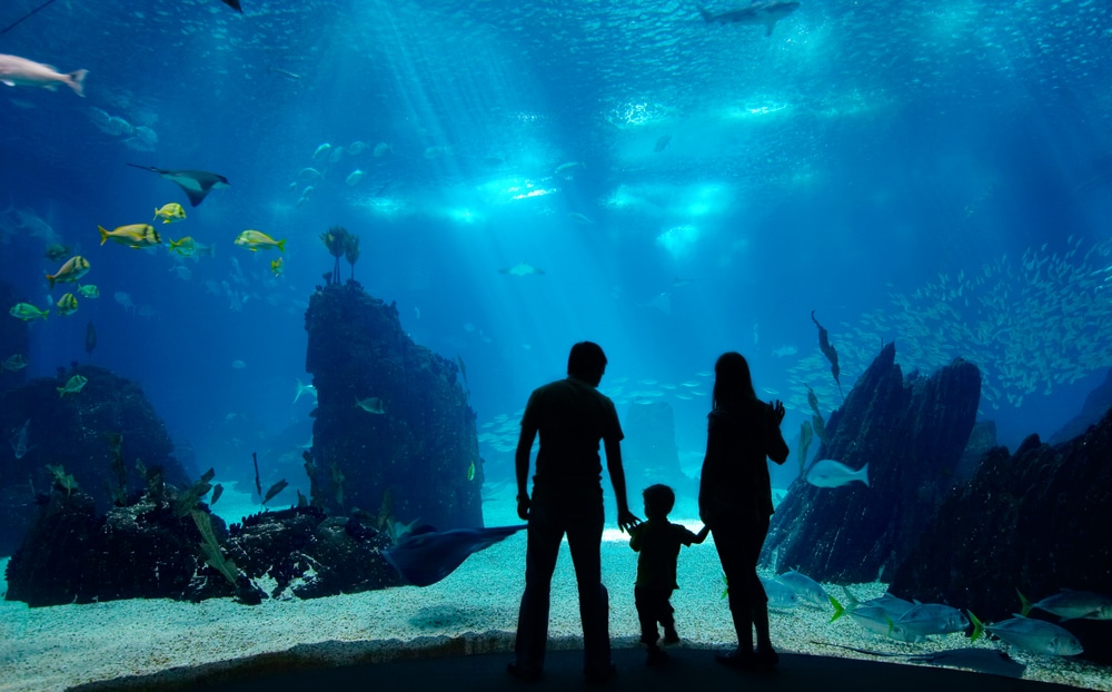 Underwater family. Silhouettes of young family of three enjoying views of underwater life. Family having free time in Oceanarium.