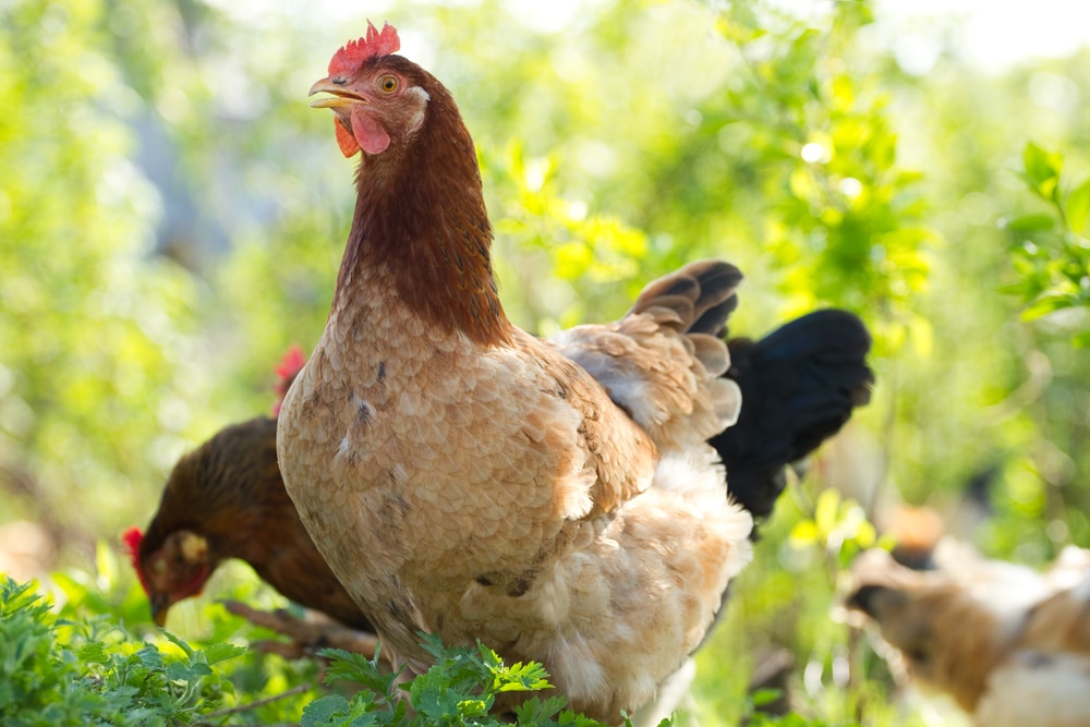 Portrait of a red chicken