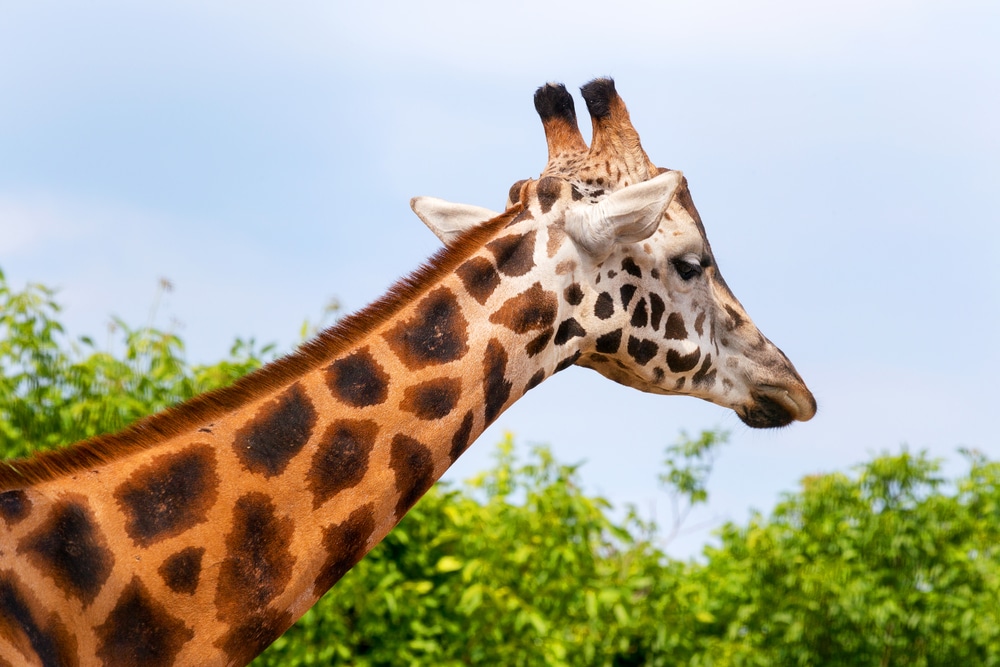 Giraffe closeup