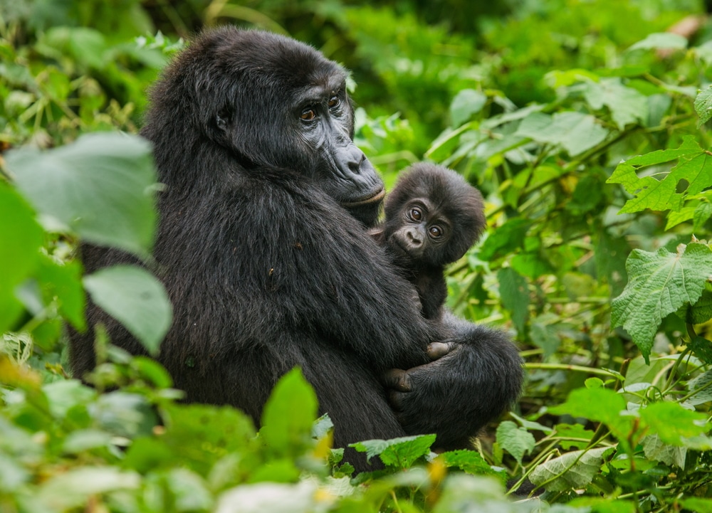 Mountain gorillas in forest, mom and baby