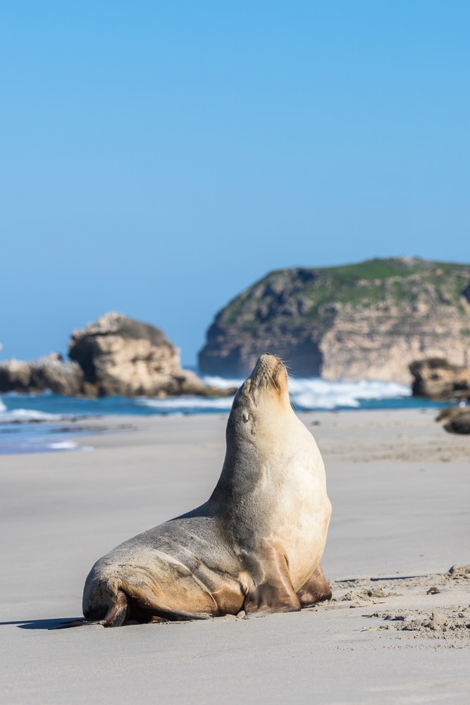 Sea Lion on the beach