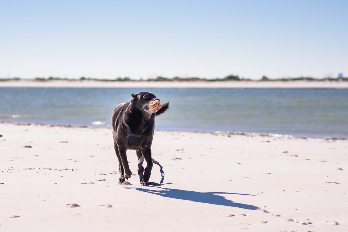 dog on the beach at honeymoon island state park