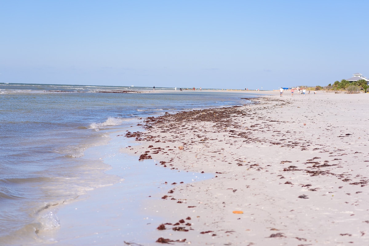 beach at honeymoon island