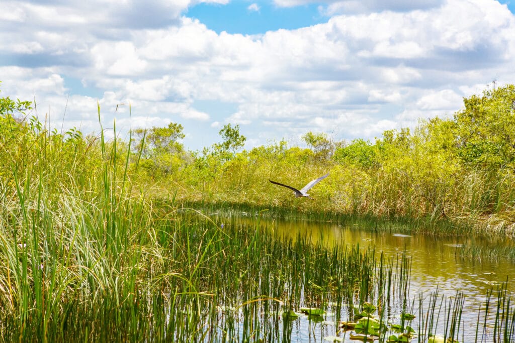 Florida wetland, Airboat ride at Everglades National Park in USA