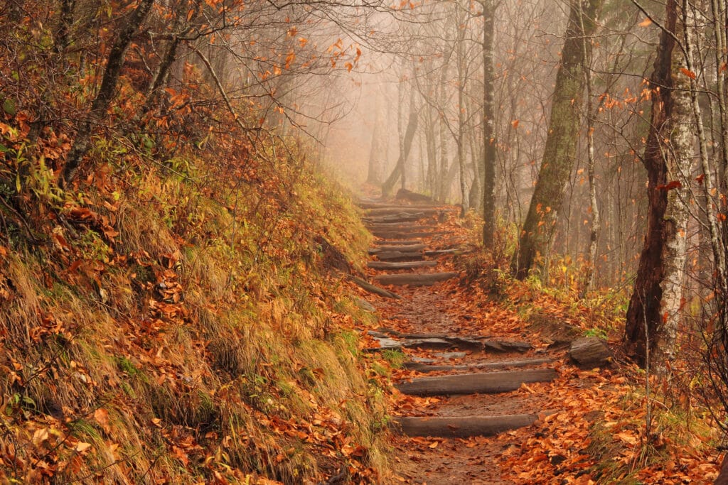 wooden stepped path in foggy woods with red and orange fall leaves in great smokey mountains national park