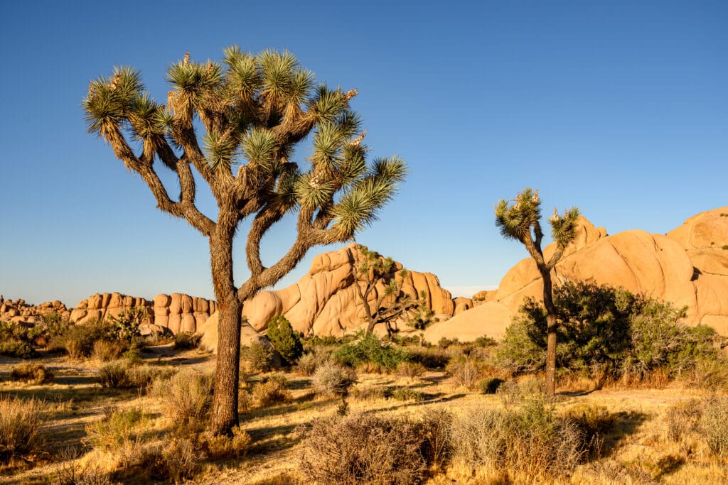 Joshua Tree National Park, Mojave Desert, California