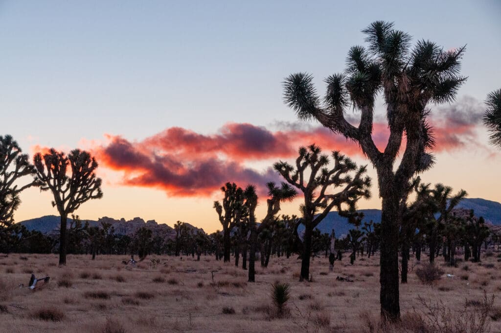 Overview of the Joshua Tree national park, showing sparsely distributed trees scattered around the rock formations. Pink clouds accentuate the rising sun.